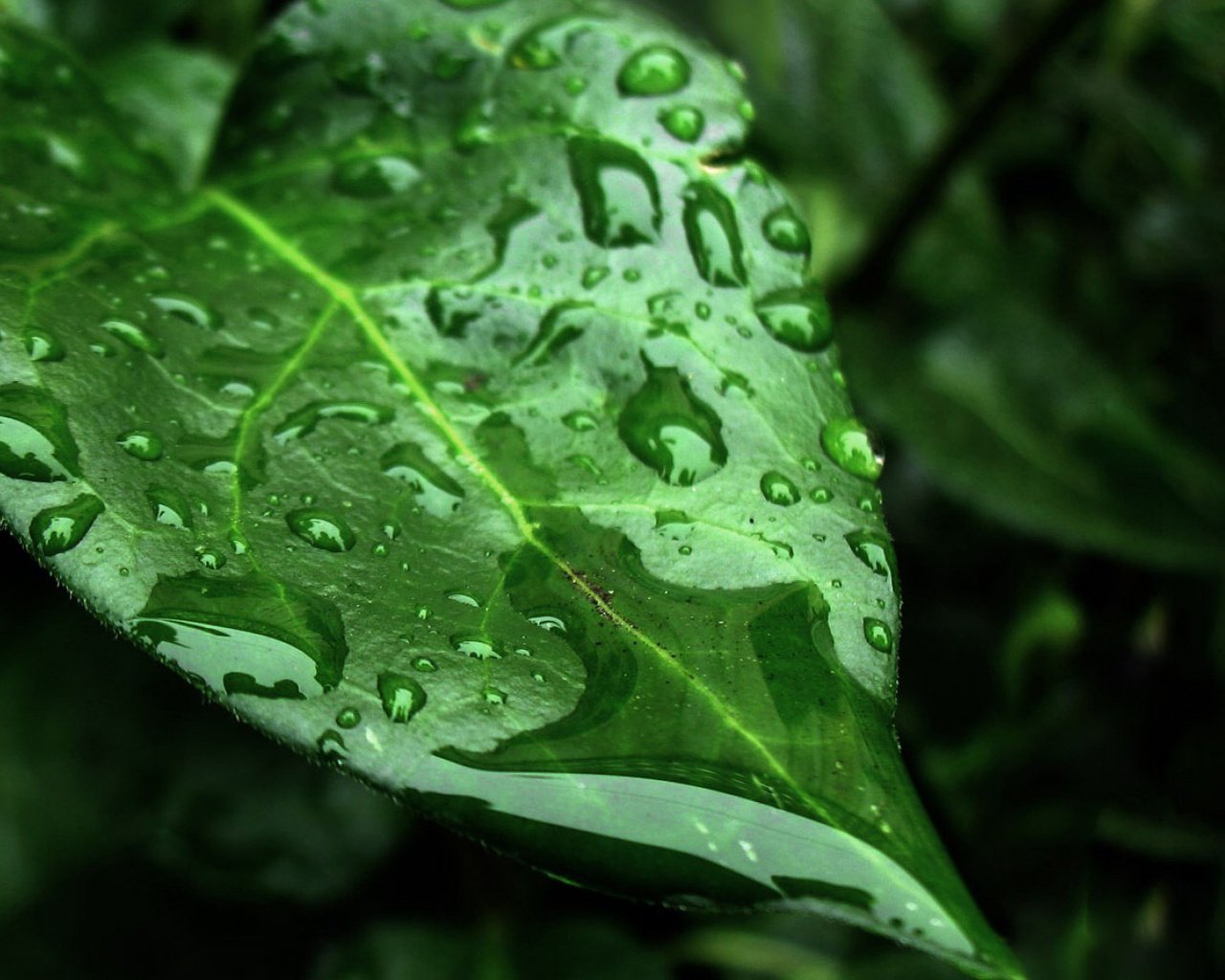 Обои вода, природа, листья, макро, фон, капли, water, nature, leaves, macro, background, drops разрешение 1920x1080 Загрузить