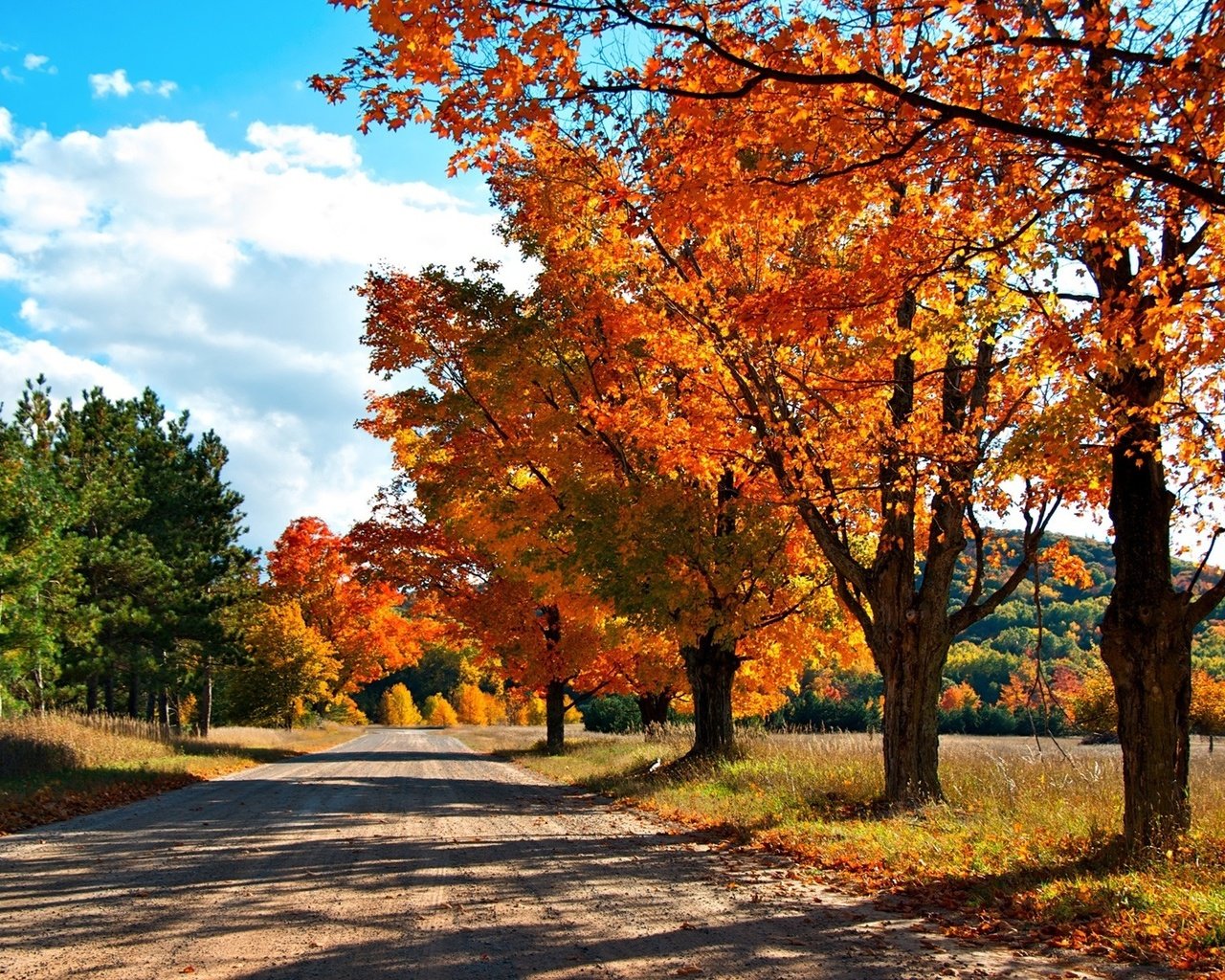 Обои дорога, деревья, лес, осень, краски осени, road, trees, forest, autumn, the colors of autumn разрешение 1920x1200 Загрузить