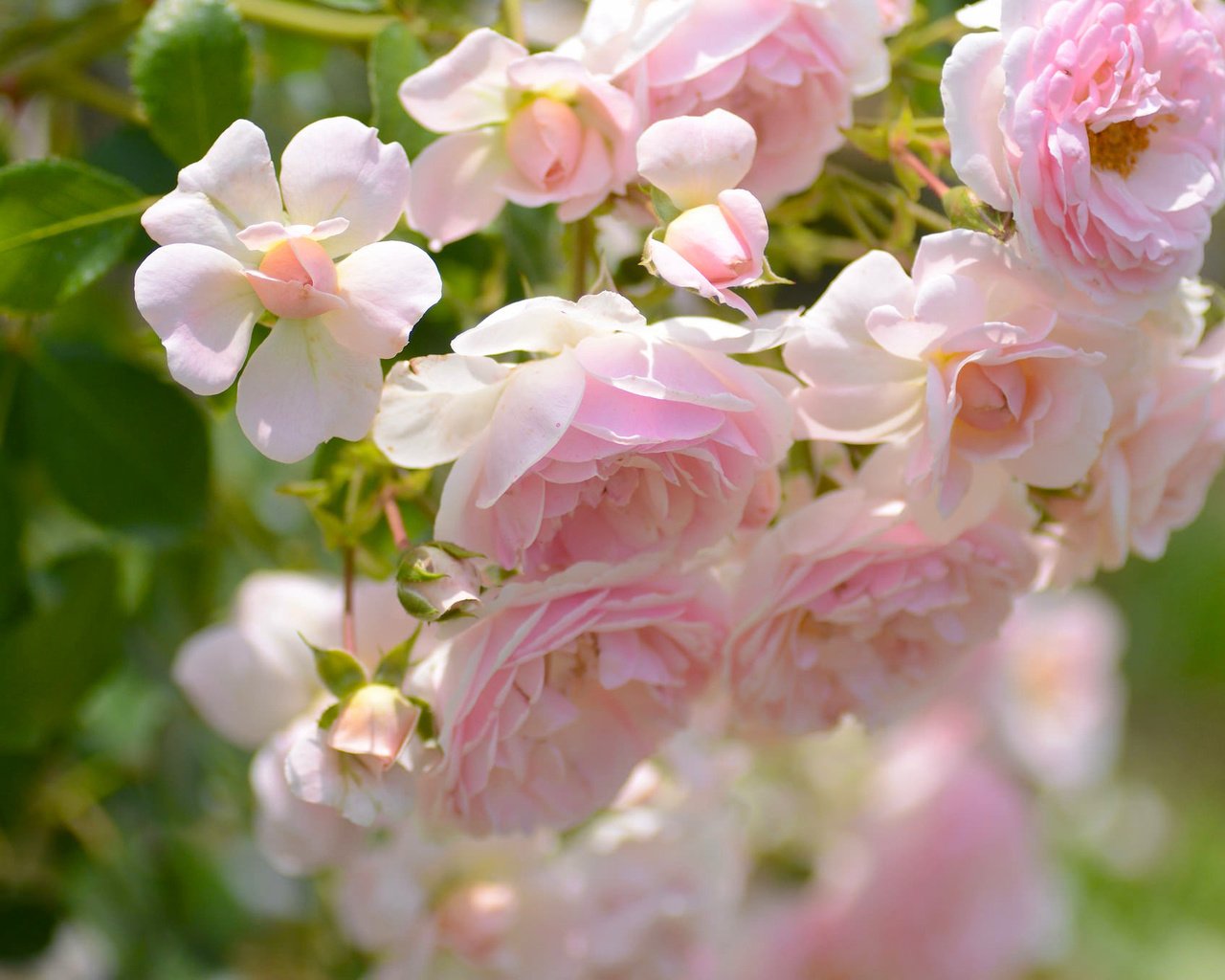 Обои макро, розы, лепестки, бутончики, macro, roses, petals, buds разрешение 2048x1356 Загрузить