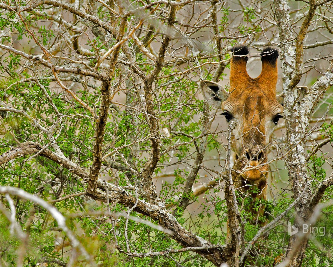 Обои дерево, ветки, африка, жираф, tree, branches, africa, giraffe разрешение 1920x1200 Загрузить