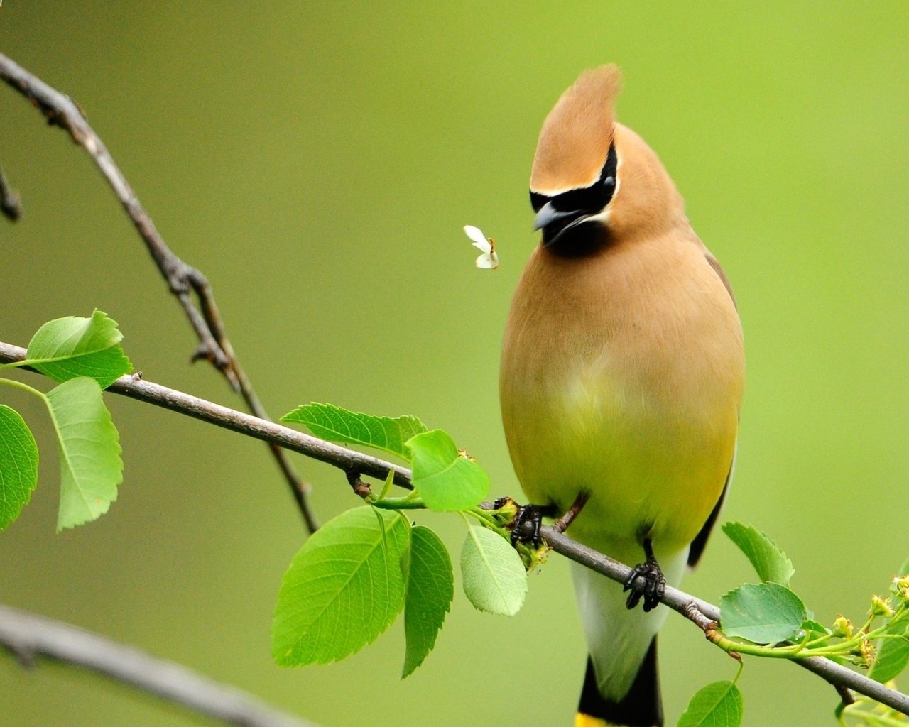 Обои птица, bird разрешение 1920x1080 Загрузить