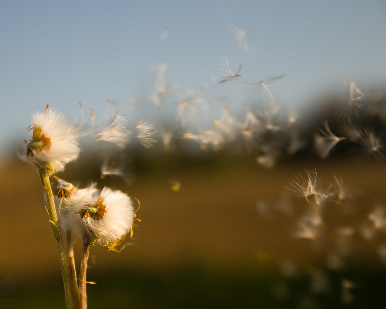 Обои поле, семена, растение, пух, былинки, life is a breath, oсот, field, seeds, plant, fluff, blade, sow thistle разрешение 2048x1375 Загрузить