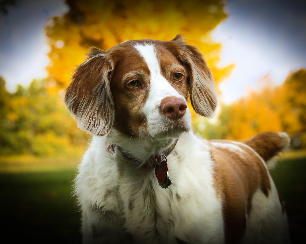 Обои собака, спаниель, dog, spaniel разрешение 3691x2461 Загрузить