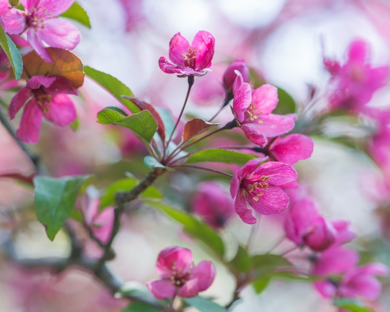 Обои цветы, ветка, весна, розовые, яблоня, flowers, branch, spring, pink, apple разрешение 2048x1396 Загрузить