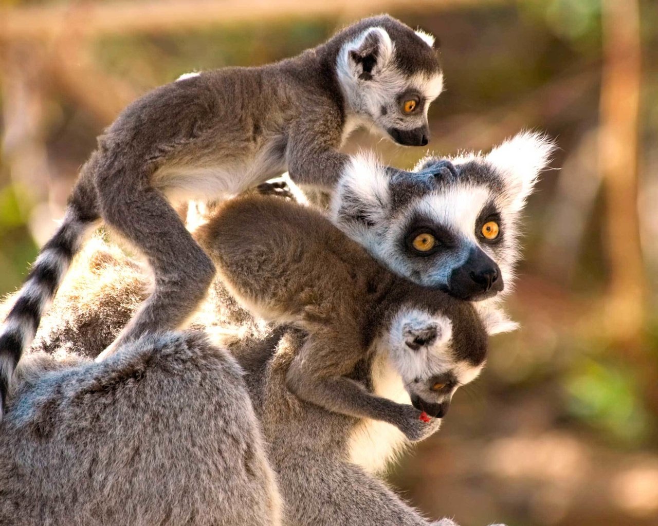 Обои лемуры, лемур, мадагаскар, млекопитающее, lemurs, lemur, madagascar, mammal разрешение 2400x1600 Загрузить