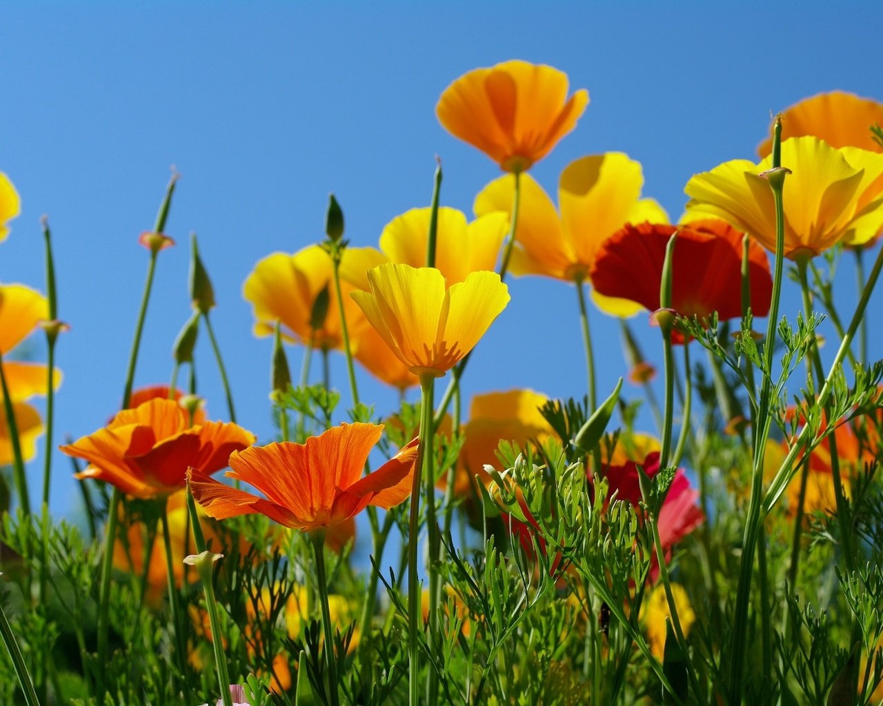 Обои небо, желтый, оранжевый, эшшольция, калифорнийский мак, the sky, yellow, orange, escholzia, california poppy разрешение 2232x1484 Загрузить