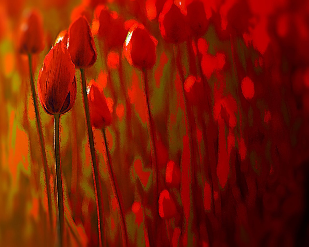 Обои цветы, фон, тюльпаны, flowers, background, tulips разрешение 2048x1368 Загрузить