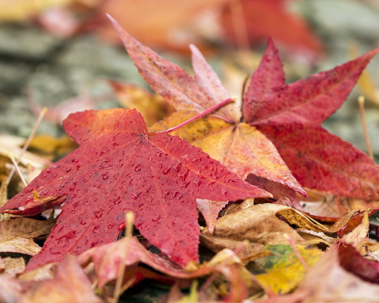 Обои природа, листья, осень, nature, leaves, autumn разрешение 2048x1365 Загрузить