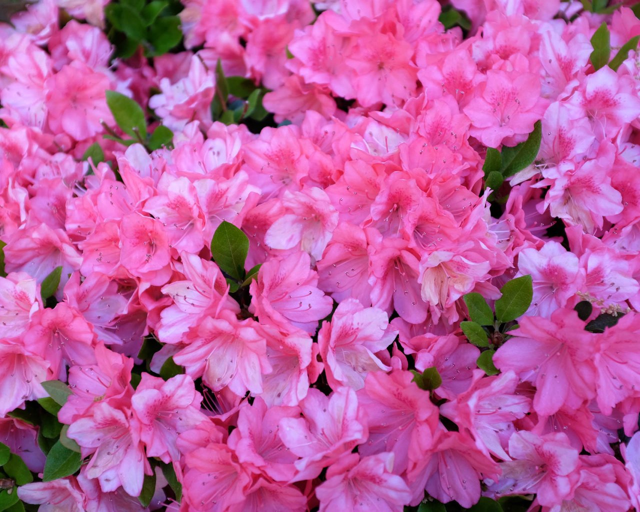 Обои цветы, розовые, азалия, рододендрон, flowers, pink, azalea, rhododendron разрешение 2048x1365 Загрузить