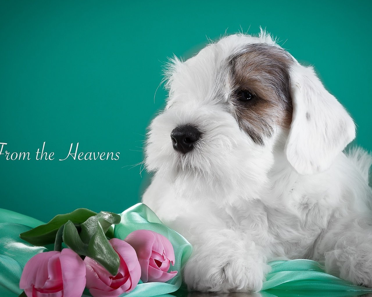 Обои цветы, щенок, ткань, тюльпаны, силихем-терьер, flowers, puppy, fabric, tulips, the sealyham terrier разрешение 3000x1839 Загрузить