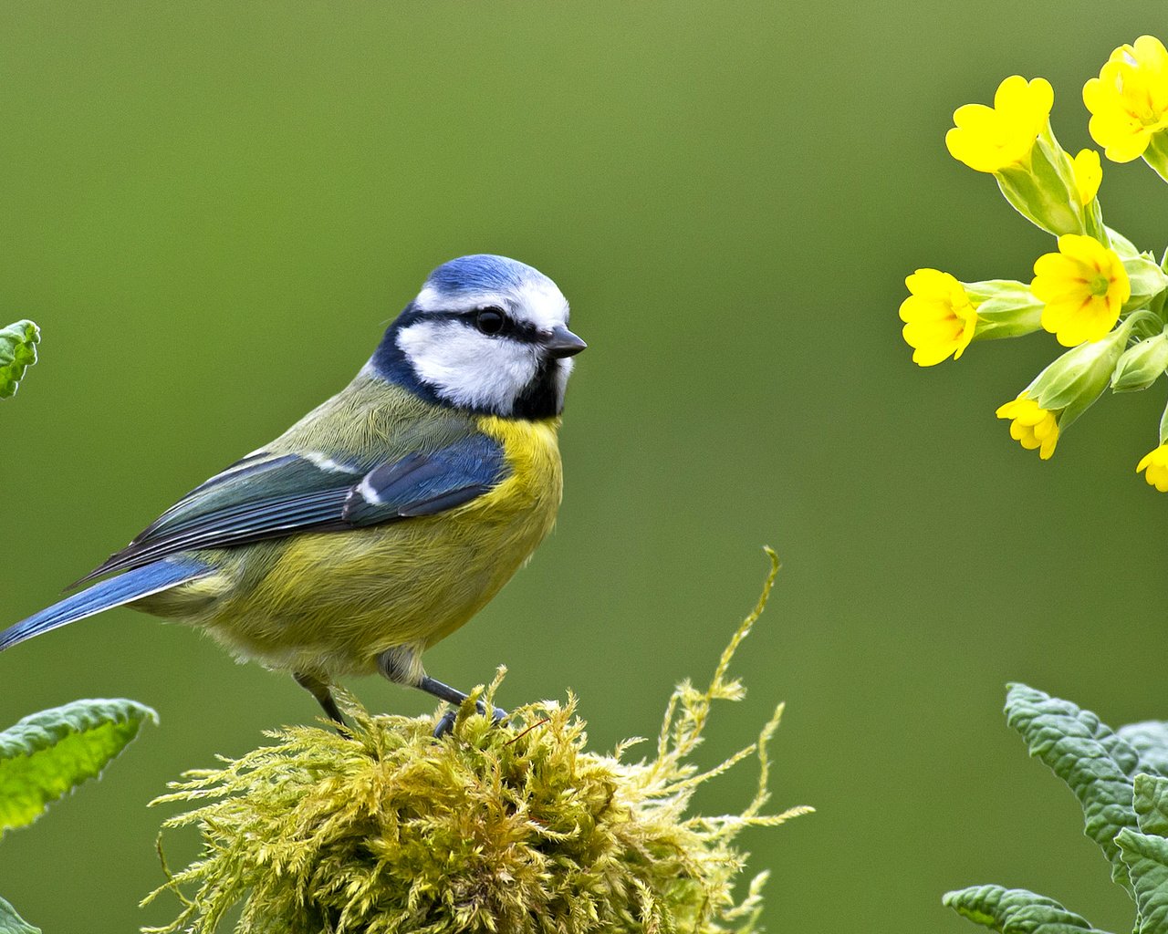 Обои цветы, птица, клюв, мох, перья, первоцвет, синица, лазоревка, flowers, bird, beak, moss, feathers, primrose, tit, blue tit разрешение 2043x1150 Загрузить