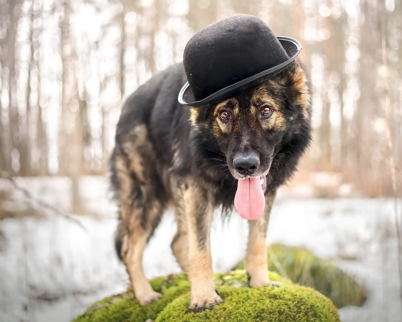 Обои взгляд, собака, друг, шляпа, овчарка, look, dog, each, hat, shepherd разрешение 2560x1618 Загрузить