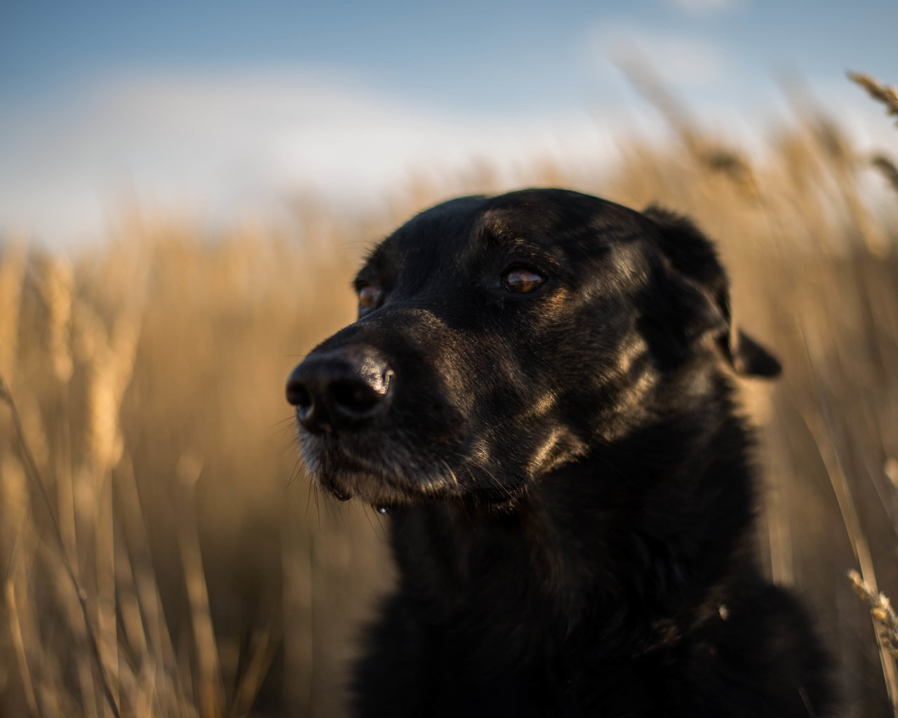 Обои мордочка, взгляд, собака, друг, лабрадор ретривер, muzzle, look, dog, each, labrador retriever разрешение 6016x4016 Загрузить