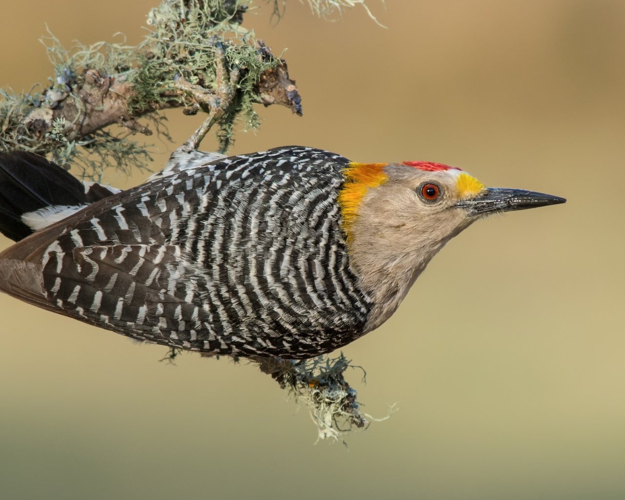 Обои птицы, дятел, золотолобый меланерпес, birds, woodpecker, zolotoy melanerpes разрешение 3840x2388 Загрузить