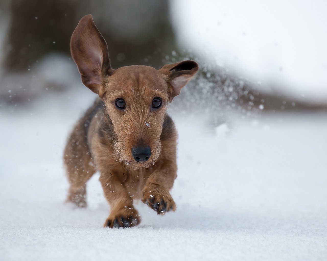 Обои снег, зима, собака, прогулка, snow, winter, dog, walk разрешение 2048x1365 Загрузить