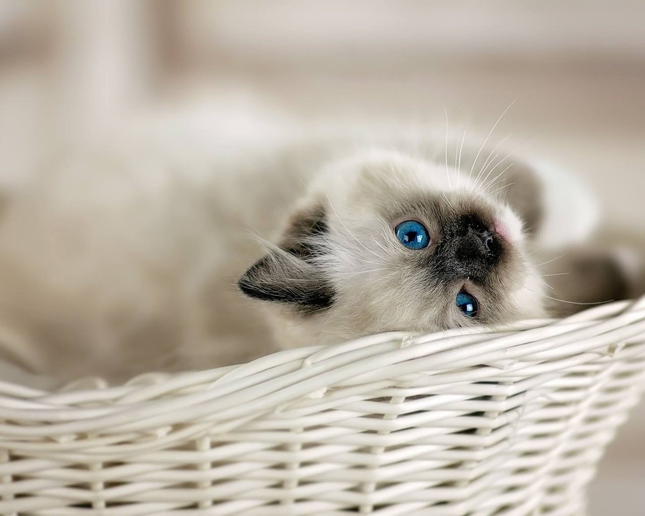 Обои взгляд, котенок, корзина, малыш, голубые глаза, боке, рэгдолл, look, kitty, basket, baby, blue eyes, bokeh, ragdoll разрешение 1920x1085 Загрузить
