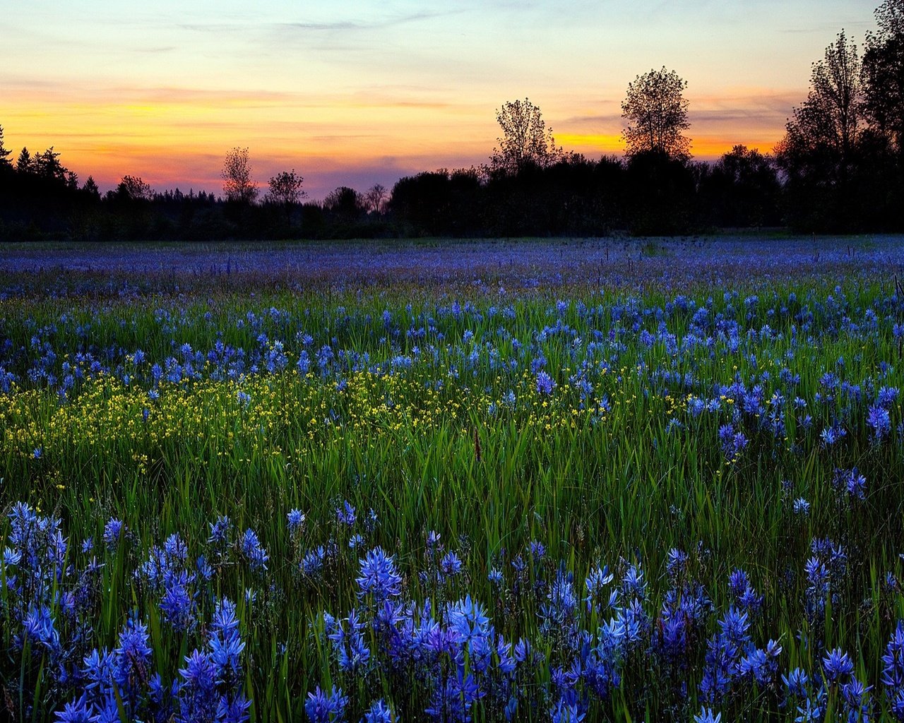 Обои небо, цветы, деревья, природа, зелень, закат, поле, луг, the sky, flowers, trees, nature, greens, sunset, field, meadow разрешение 1920x1200 Загрузить