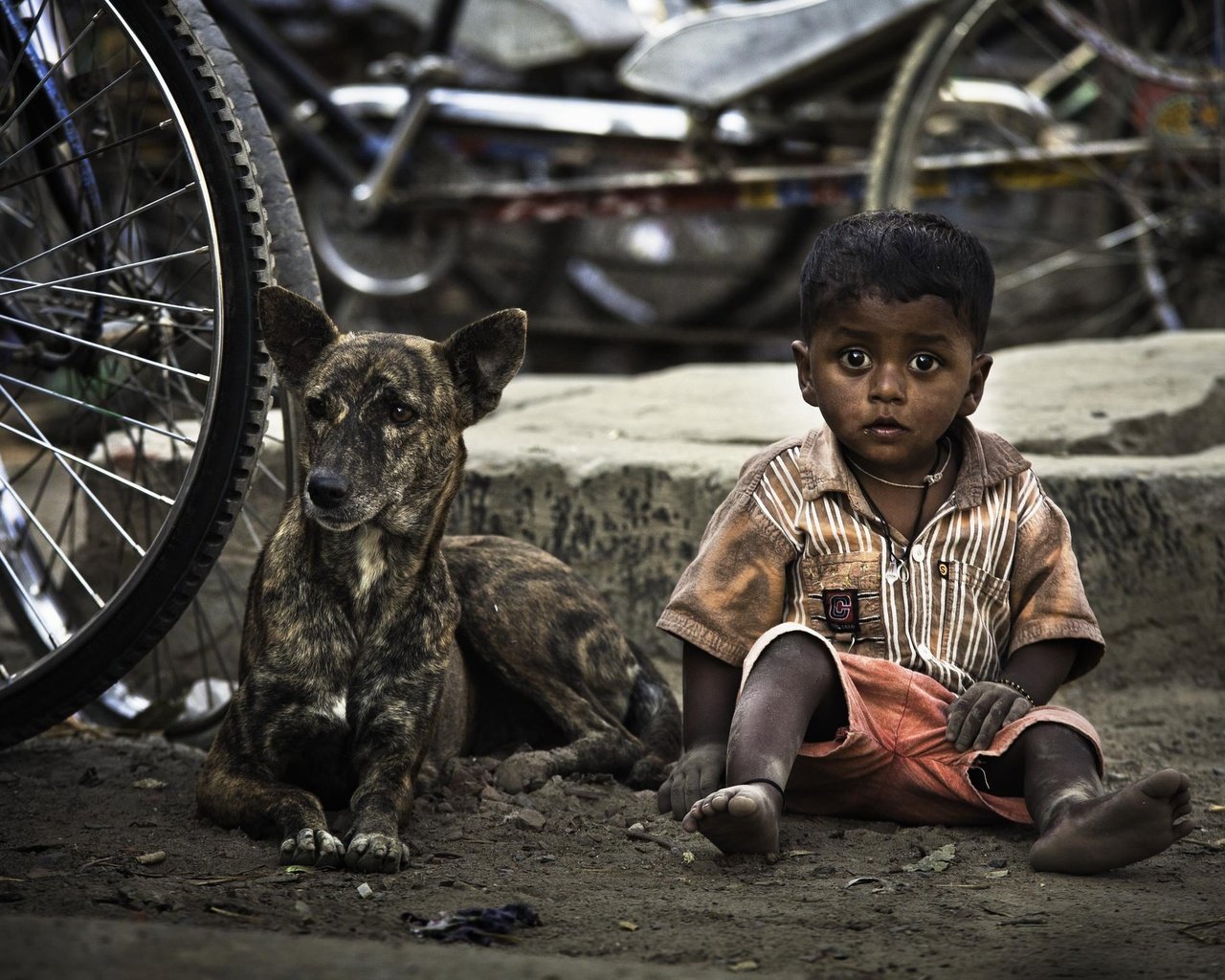 Обои собака, дети, ребенок, мальчик, велосипед, dog, children, child, boy, bike разрешение 2500x1561 Загрузить