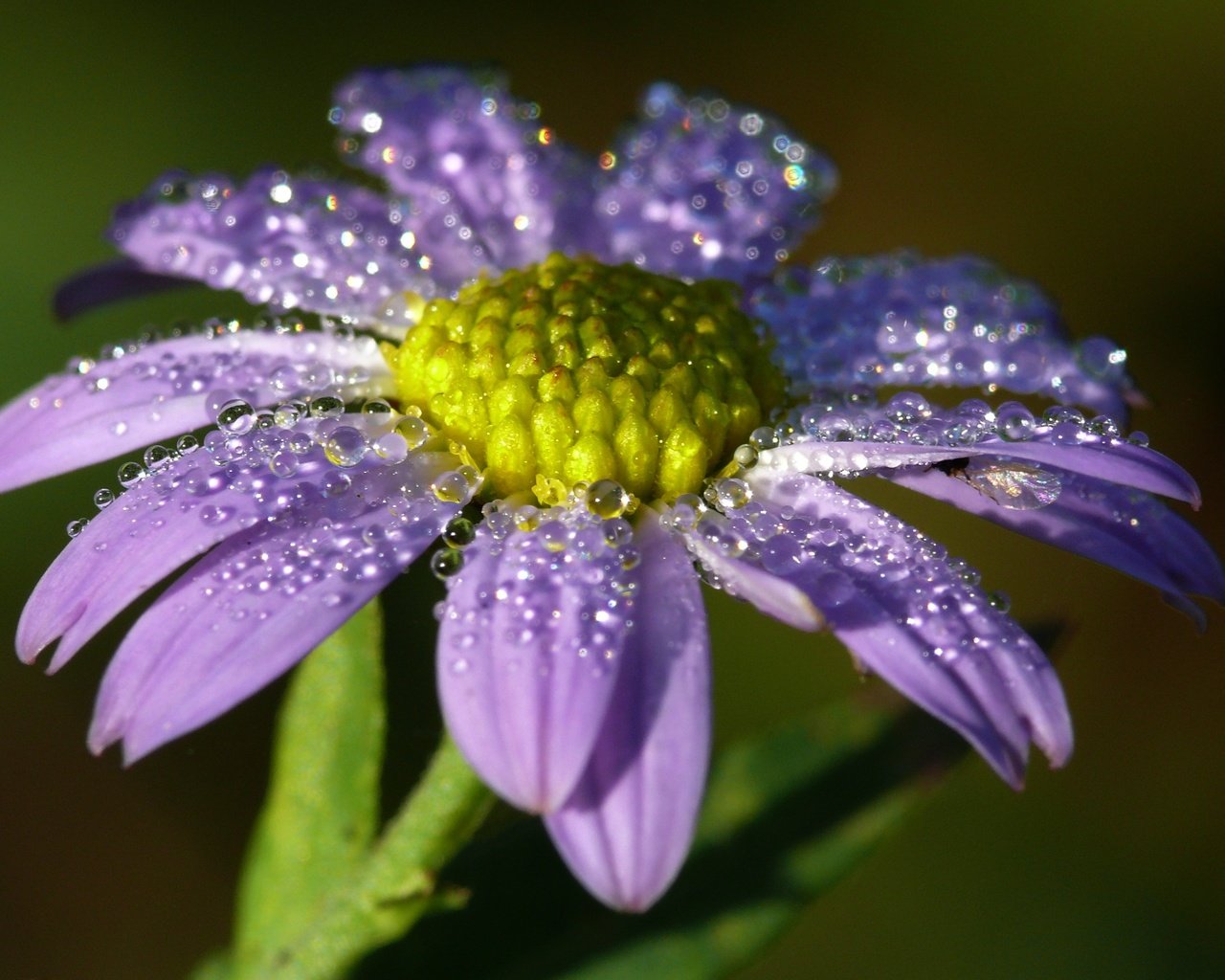 Обои вода, макро, цветок, капли, лепестки, water, macro, flower, drops, petals разрешение 3159x1999 Загрузить