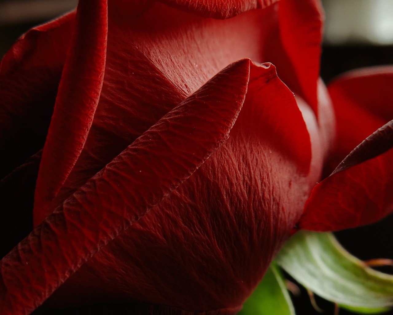 Обои макро, цветок, роза, лепестки, красная роза, цветком, macro, flower, rose, petals, red rose разрешение 3953x2365 Загрузить