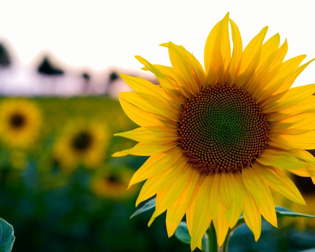 Обои цветы, поле, лето, подсолнух, боке, flowers, field, summer, sunflower, bokeh разрешение 2048x1365 Загрузить