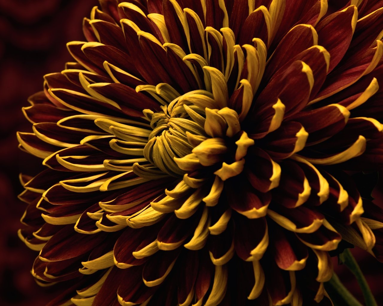 Обои макро, цветок, лепестки, хризантема, macro, flower, petals, chrysanthemum разрешение 3000x2006 Загрузить