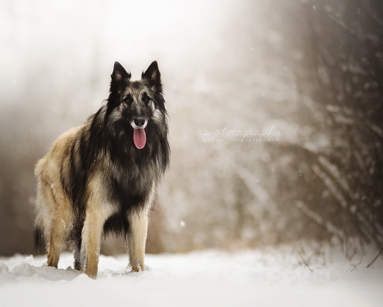 Обои снег, природа, взгляд, собака, друг, овчарка, dackelpuppy, eyko, snow, nature, look, dog, each, shepherd разрешение 2048x1408 Загрузить