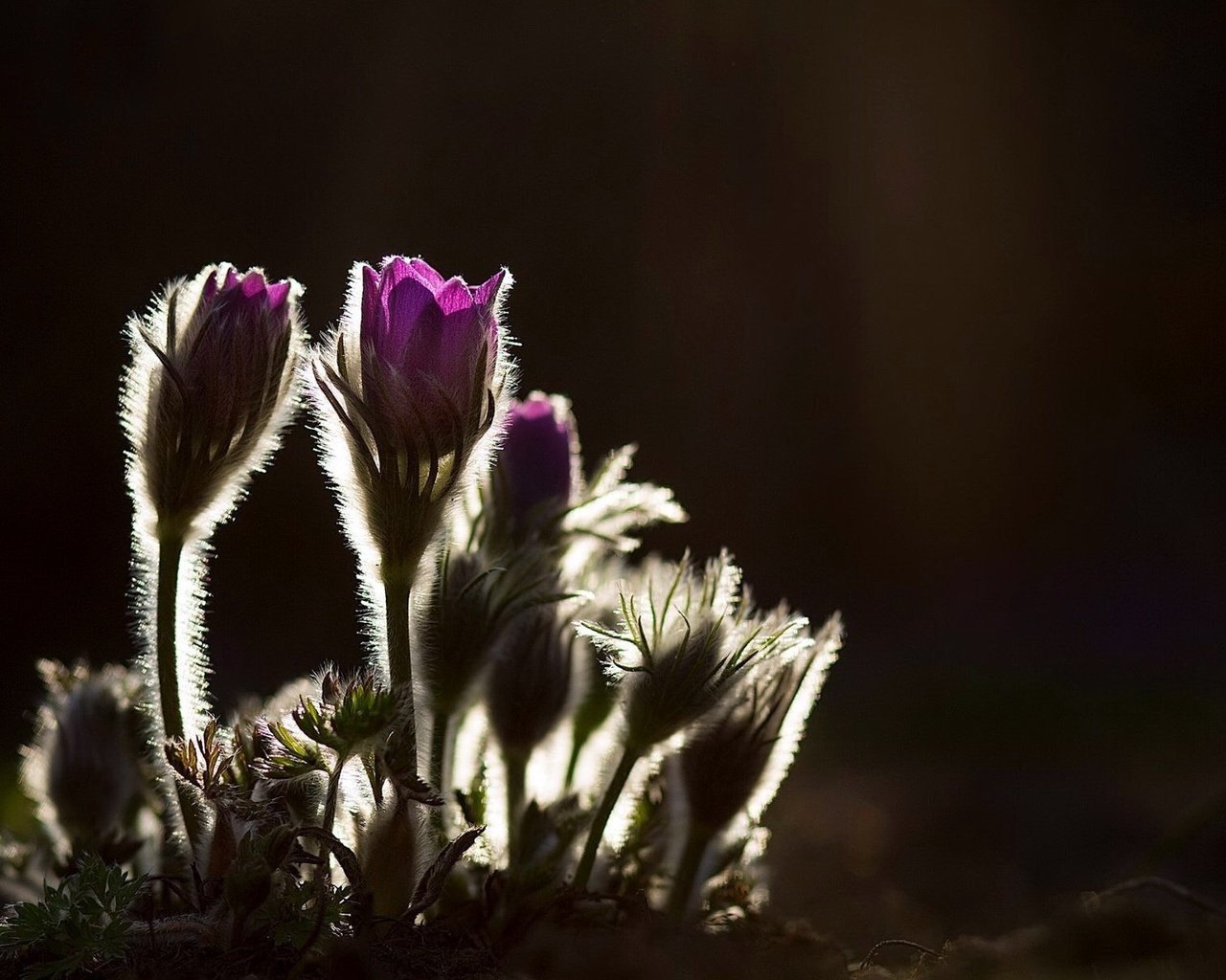 Обои цветы, природа, фон, весна, сон-трава, прострел, flowers, nature, background, spring, sleep-grass, cross разрешение 2048x1218 Загрузить