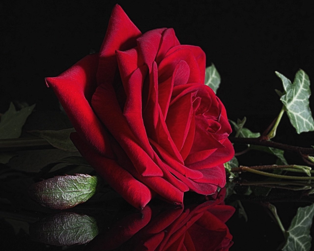 Обои макро, отражение, цветок, роза, красная, черный фон, плющ, macro, reflection, flower, rose, red, black background, ivy разрешение 2400x1580 Загрузить