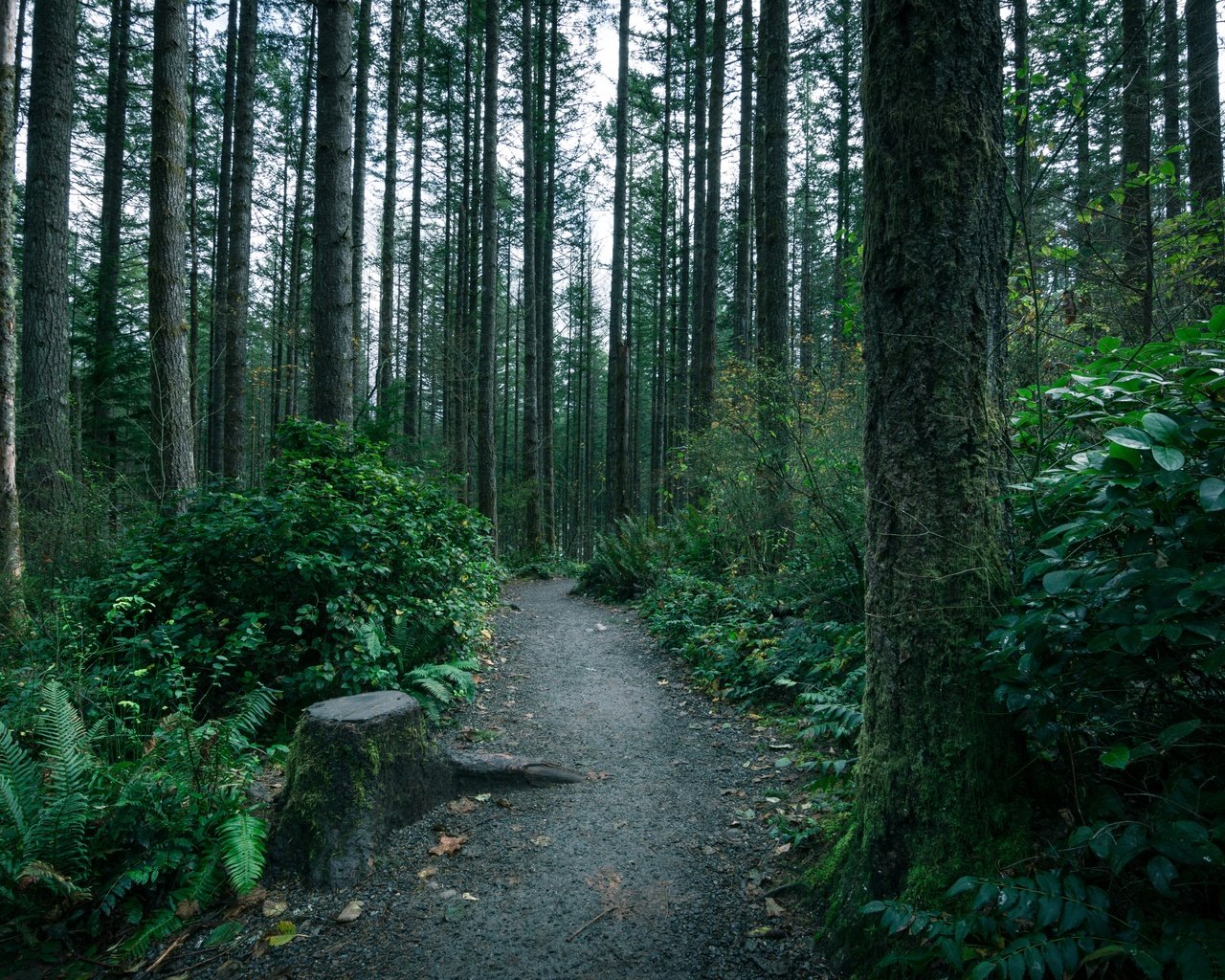 Обои деревья, лес, тропинка, тропа, мох, папоротник, чаща, trees, forest, path, trail, moss, fern, thicket разрешение 5196x3464 Загрузить