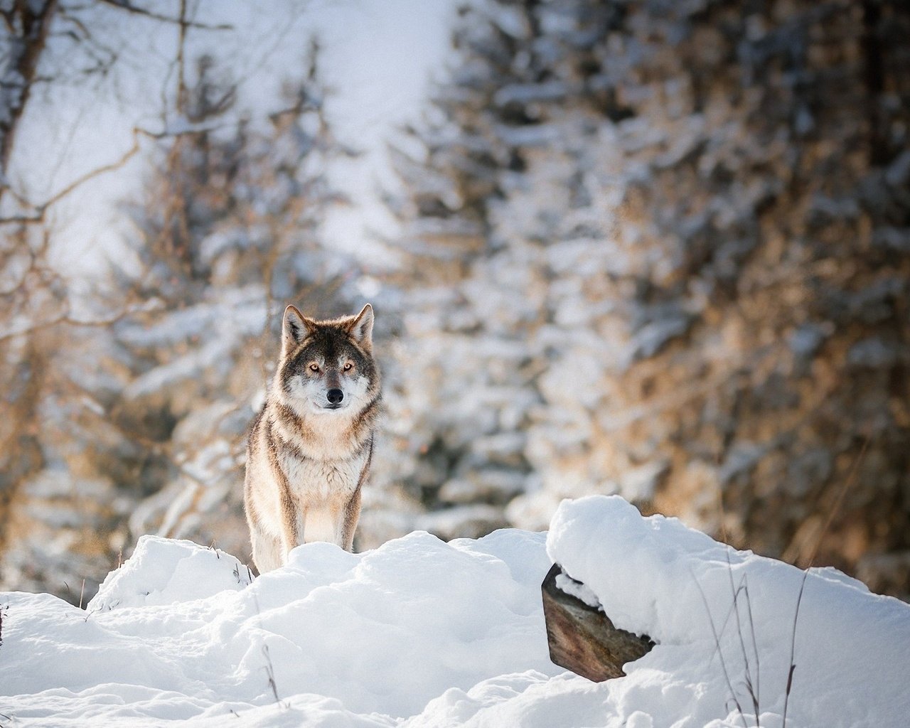 Обои лес, зима, взгляд, хищник, животное, волк, forest, winter, look, predator, animal, wolf разрешение 2200x1261 Загрузить