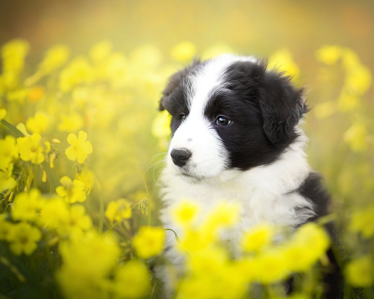 Обои цветы, лето, собака, щенок, бордер-колли, alicja zmysłowska, flowers, summer, dog, puppy, the border collie разрешение 2048x1365 Загрузить