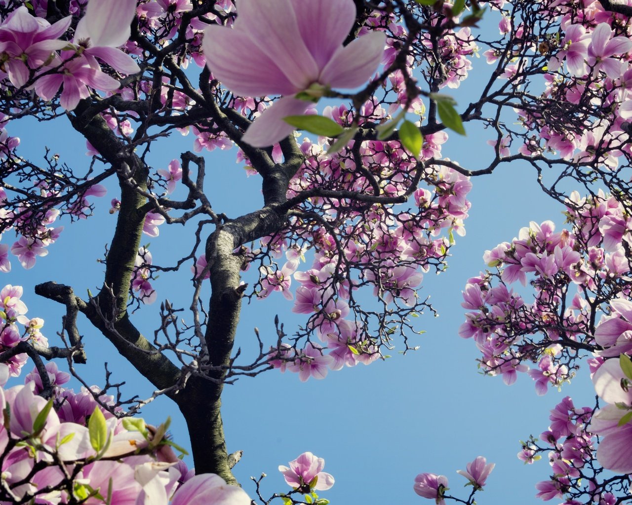 Обои небо, дерево, цветение, весна, магнолия, the sky, tree, flowering, spring, magnolia разрешение 2048x1366 Загрузить