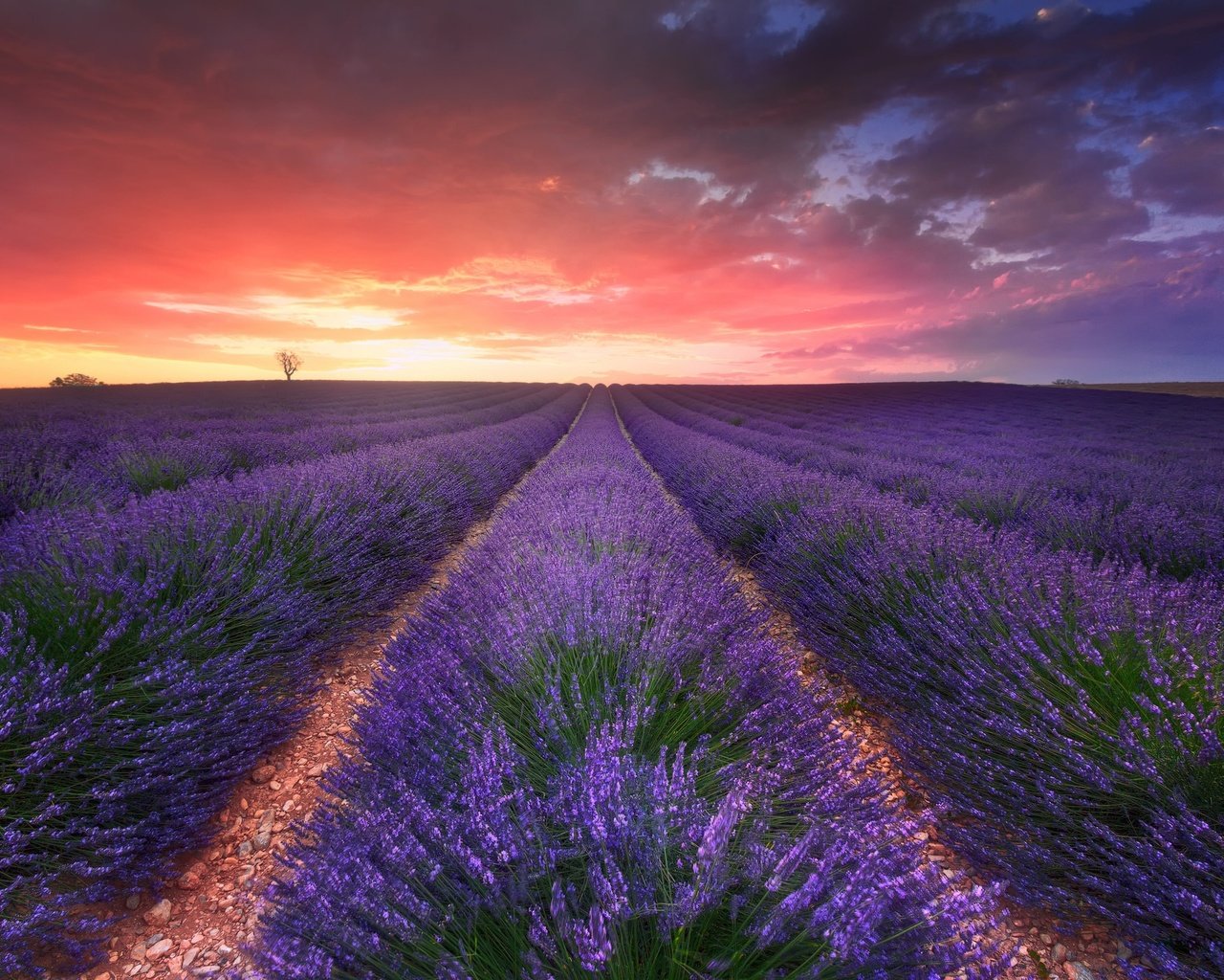 Обои небо, цветы, облака, вечер, природа, закат, поле, лаванда, the sky, flowers, clouds, the evening, nature, sunset, field, lavender разрешение 2048x1391 Загрузить