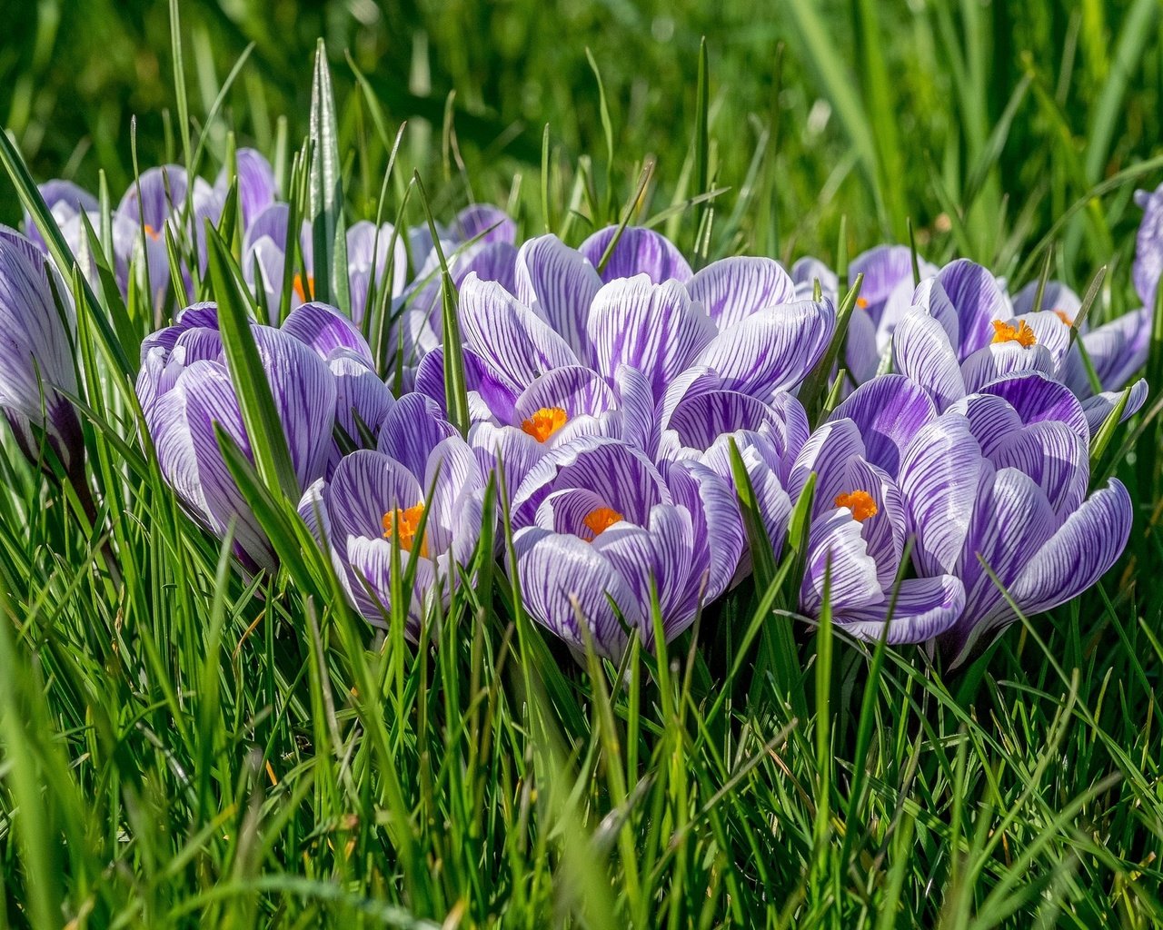 Обои цветы, трава, крокусы, крокус, шафран, flowers, grass, crocuses, krokus, saffron разрешение 2048x1366 Загрузить