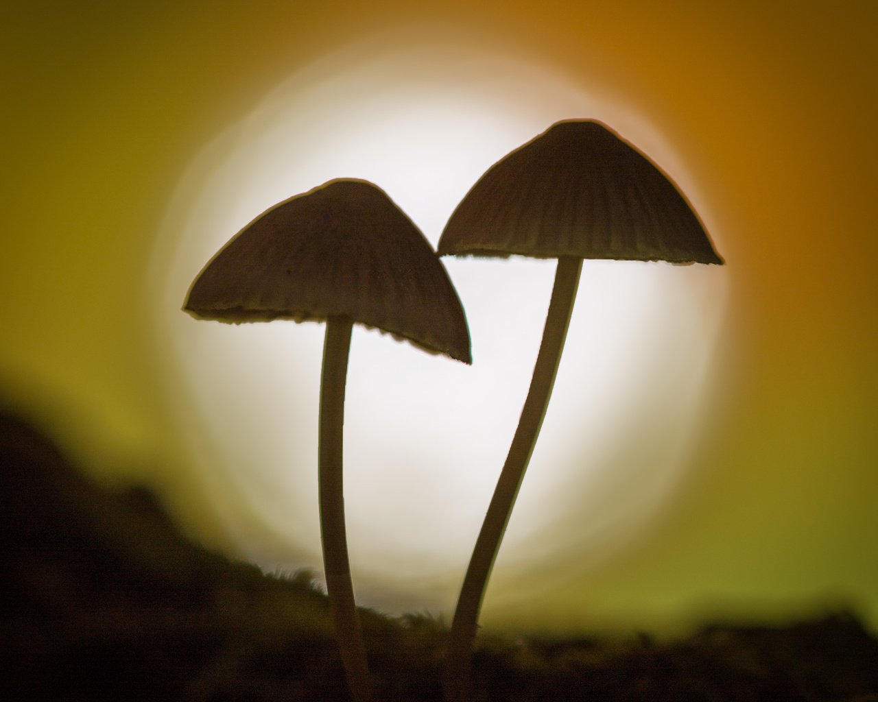 Обои природа, фон, грибы, гриб, силуэт, боке, sophiaspurgin, nature, background, mushrooms, mushroom, silhouette, bokeh разрешение 3134x3134 Загрузить