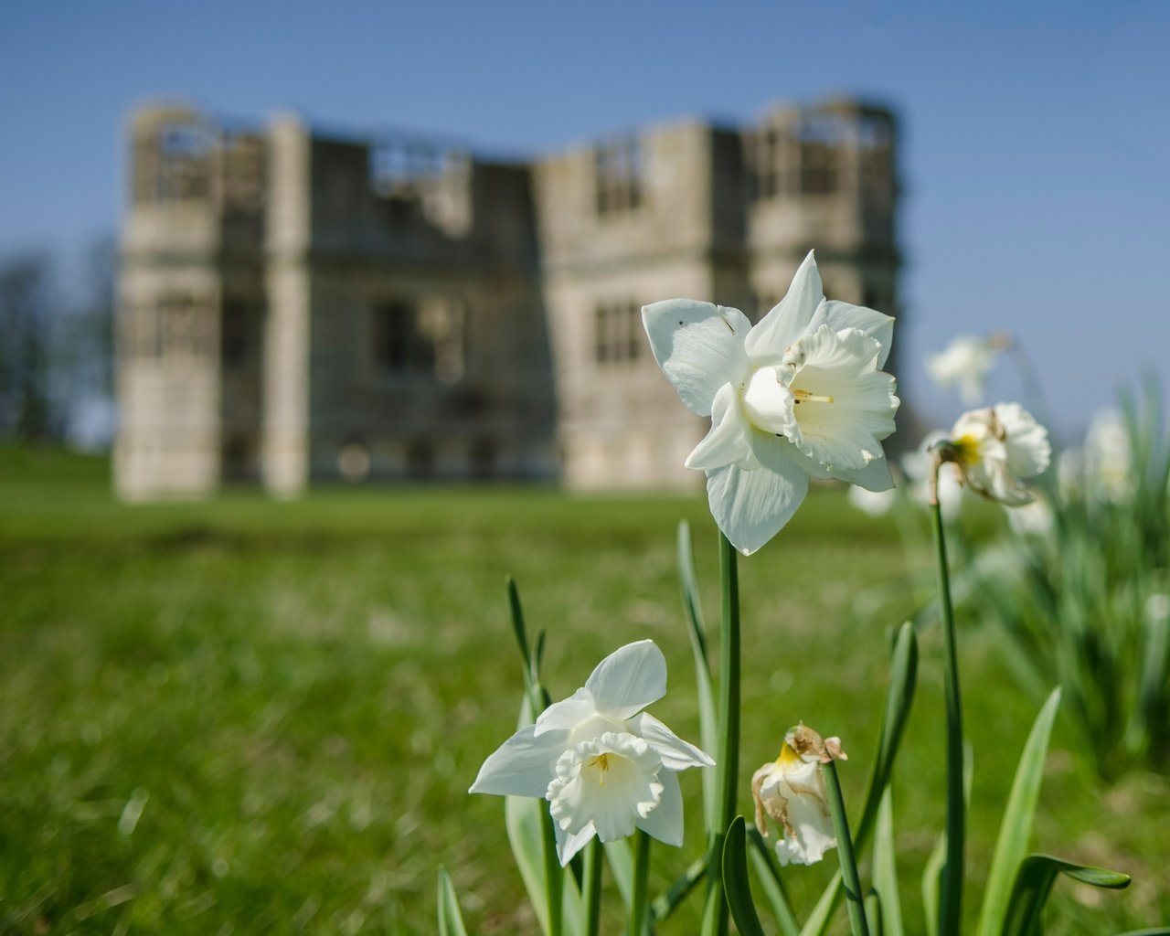 Обои цветы, здание, белые, нарциссы, flowers, the building, white, daffodils разрешение 3674x2780 Загрузить