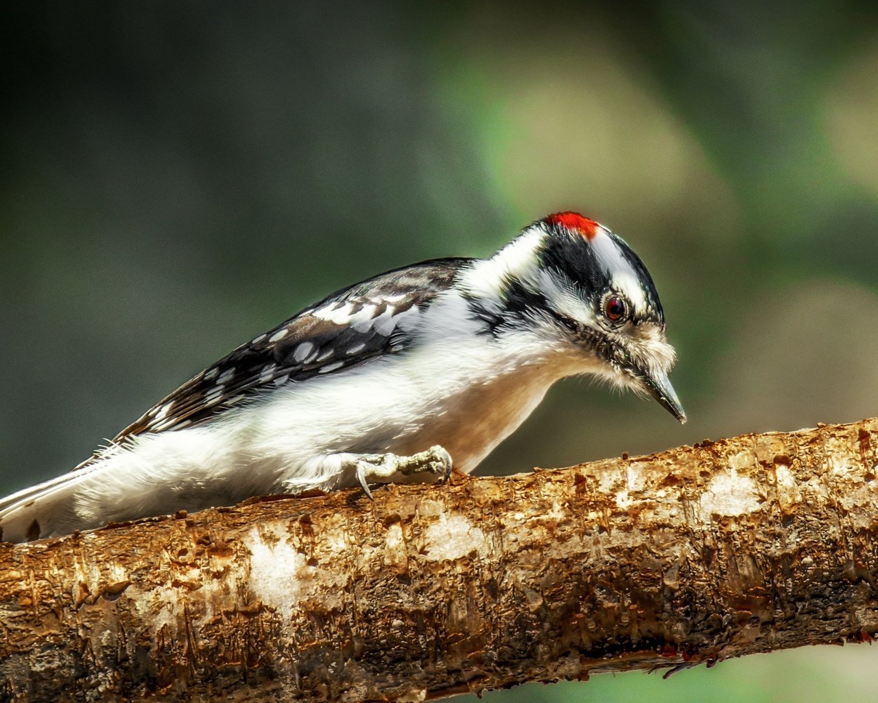 Обои природа, фон, птица, клюв, перья, дятел, nature, background, bird, beak, feathers, woodpecker разрешение 2563x1709 Загрузить