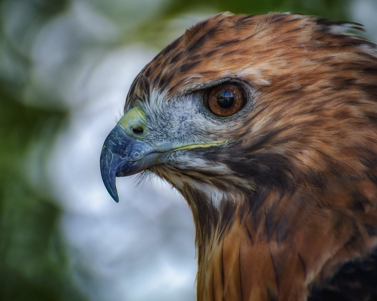 Обои глаза, орел, птица, клюв, перья, eyes, eagle, bird, beak, feathers разрешение 2048x1152 Загрузить