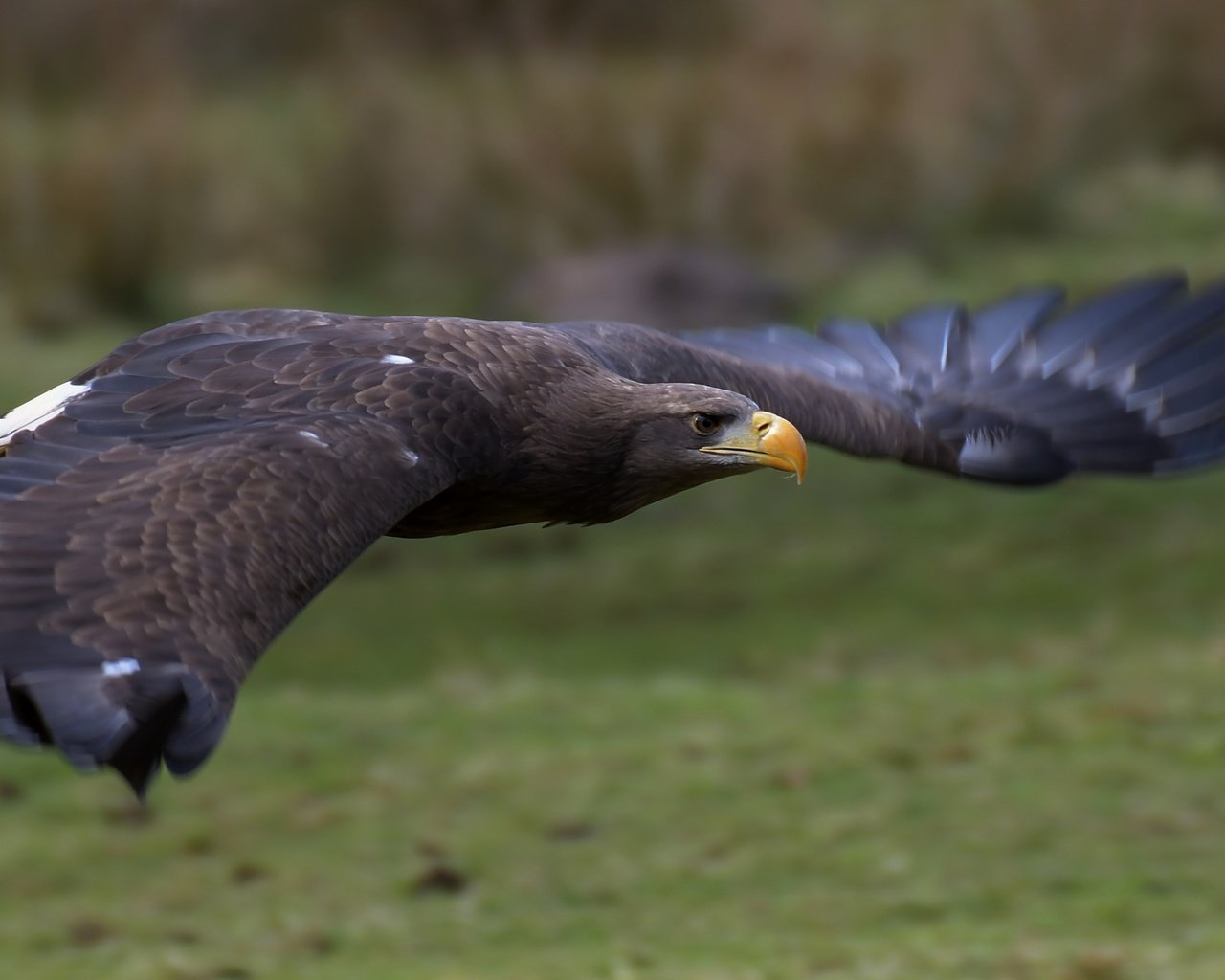 Обои полет, крылья, орел, птица, клюв, перья, орлан-белохвост, flight, wings, eagle, bird, beak, feathers, white-tailed eagle разрешение 5065x2411 Загрузить