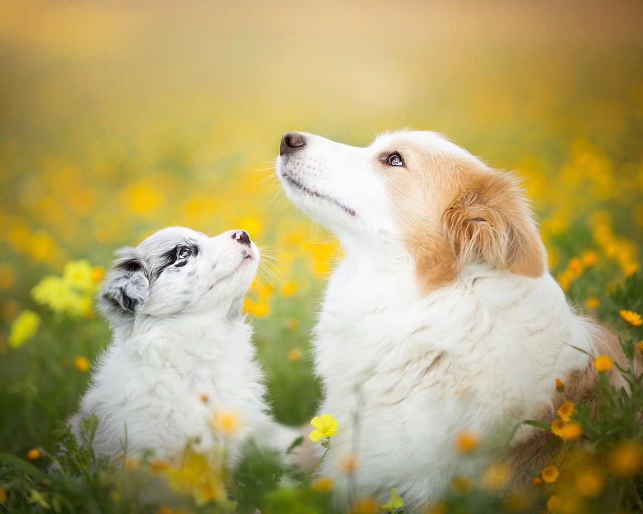 Обои цветы, природа, лето, щенок, собаки, бордер-колли, flowers, nature, summer, puppy, dogs, the border collie разрешение 2048x1365 Загрузить