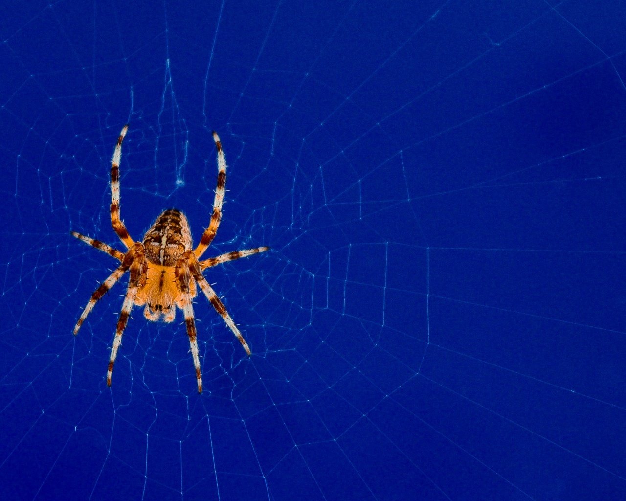 Обои природа, паук, паутина, nature, spider, web разрешение 2048x1344 Загрузить