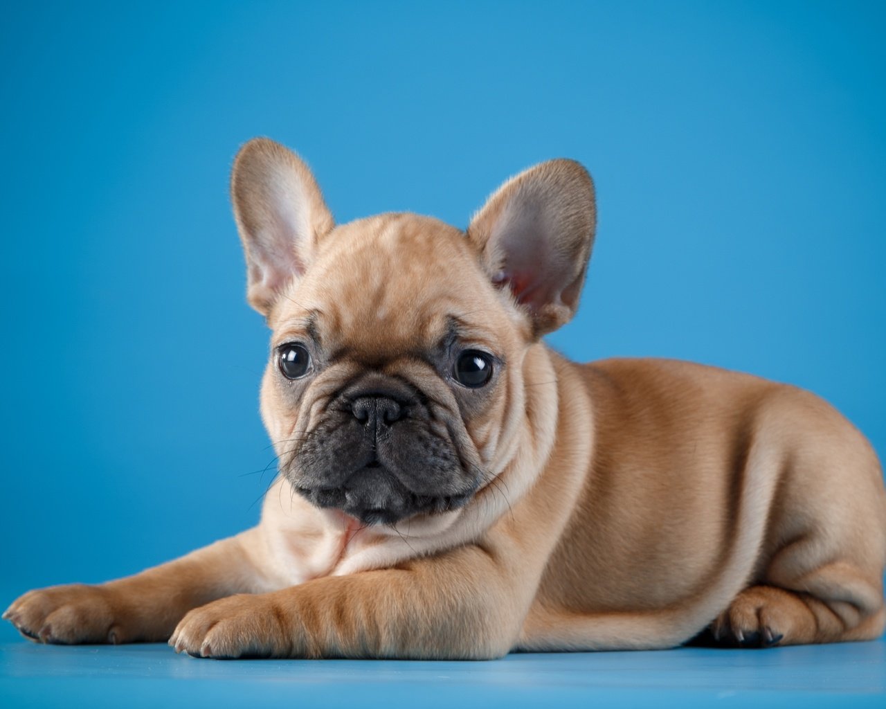 Обои глаза, мордочка, взгляд, собака, щенок, малыш, французский бульдог, eyes, muzzle, look, dog, puppy, baby, french bulldog разрешение 3600x2356 Загрузить