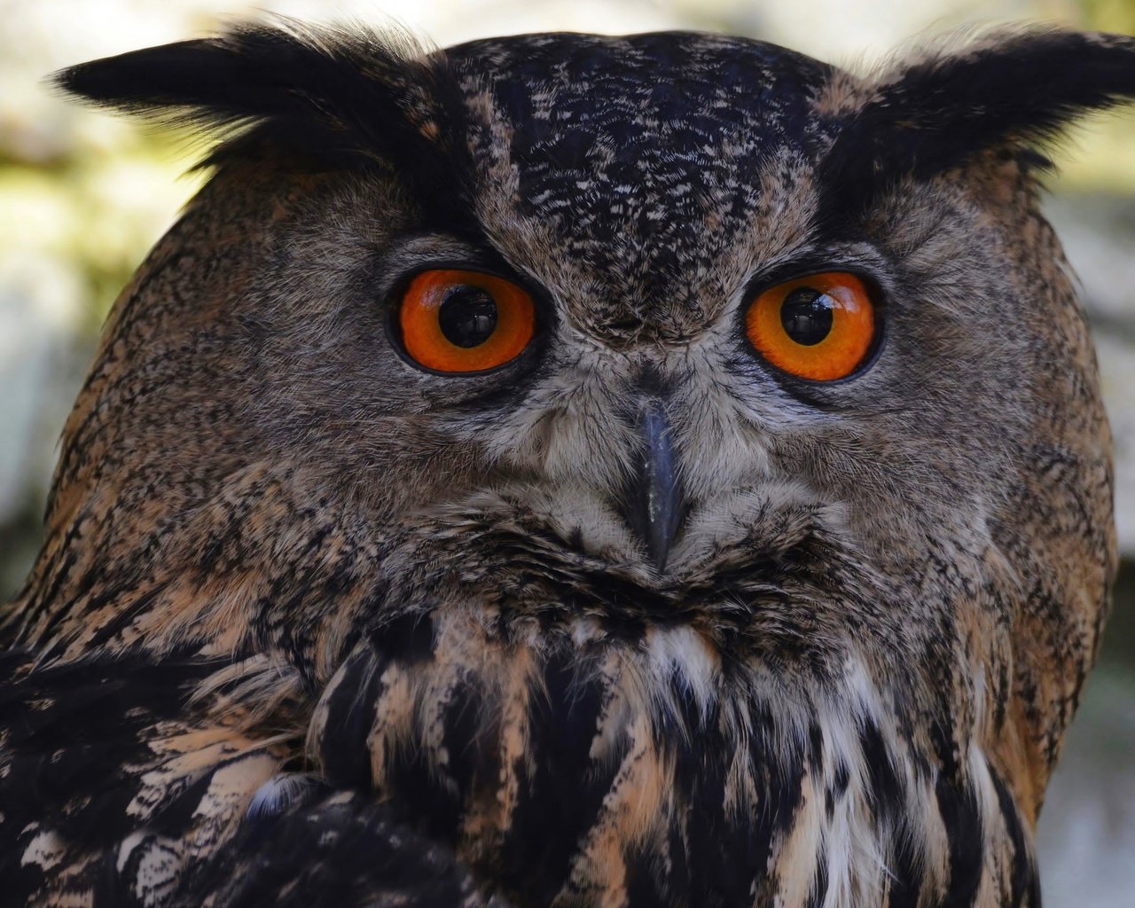 Обои глаза, сова, взгляд, птицы, филин, eyes, owl, look, birds разрешение 2048x1365 Загрузить