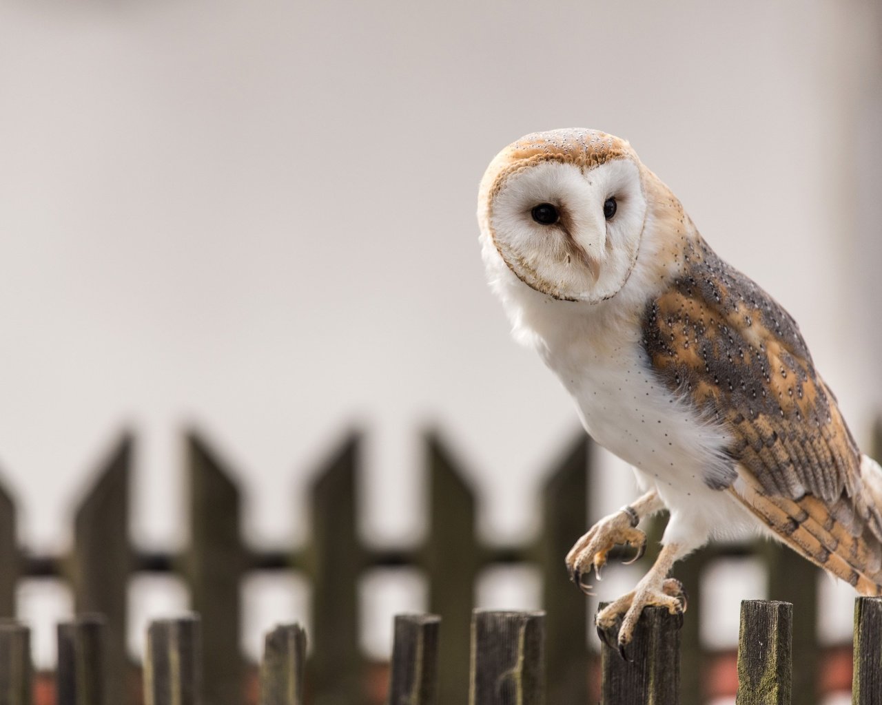 Обои сова, забор, птица, клюв, перья, сипуха, owl, the fence, bird, beak, feathers, the barn owl разрешение 3840x2564 Загрузить