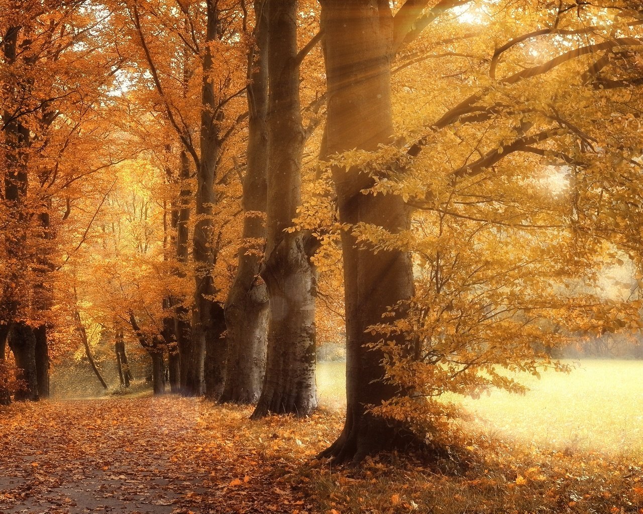Обои дорога, деревья, листья, парк, осень, road, trees, leaves, park, autumn разрешение 2559x1600 Загрузить