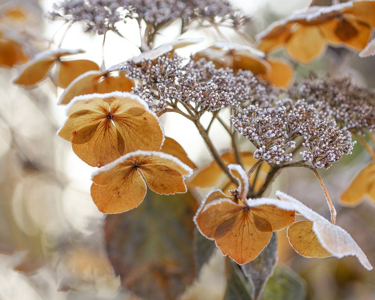 Обои цветы, природа, зима, макро, цветок, мороз, гортензия, flowers, nature, winter, macro, flower, frost, hydrangea разрешение 2048x1366 Загрузить