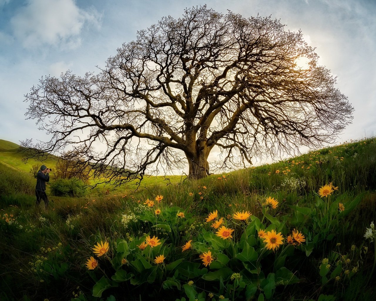 Обои небо, цветы, дерево, человек, the sky, flowers, tree, people разрешение 1920x1282 Загрузить