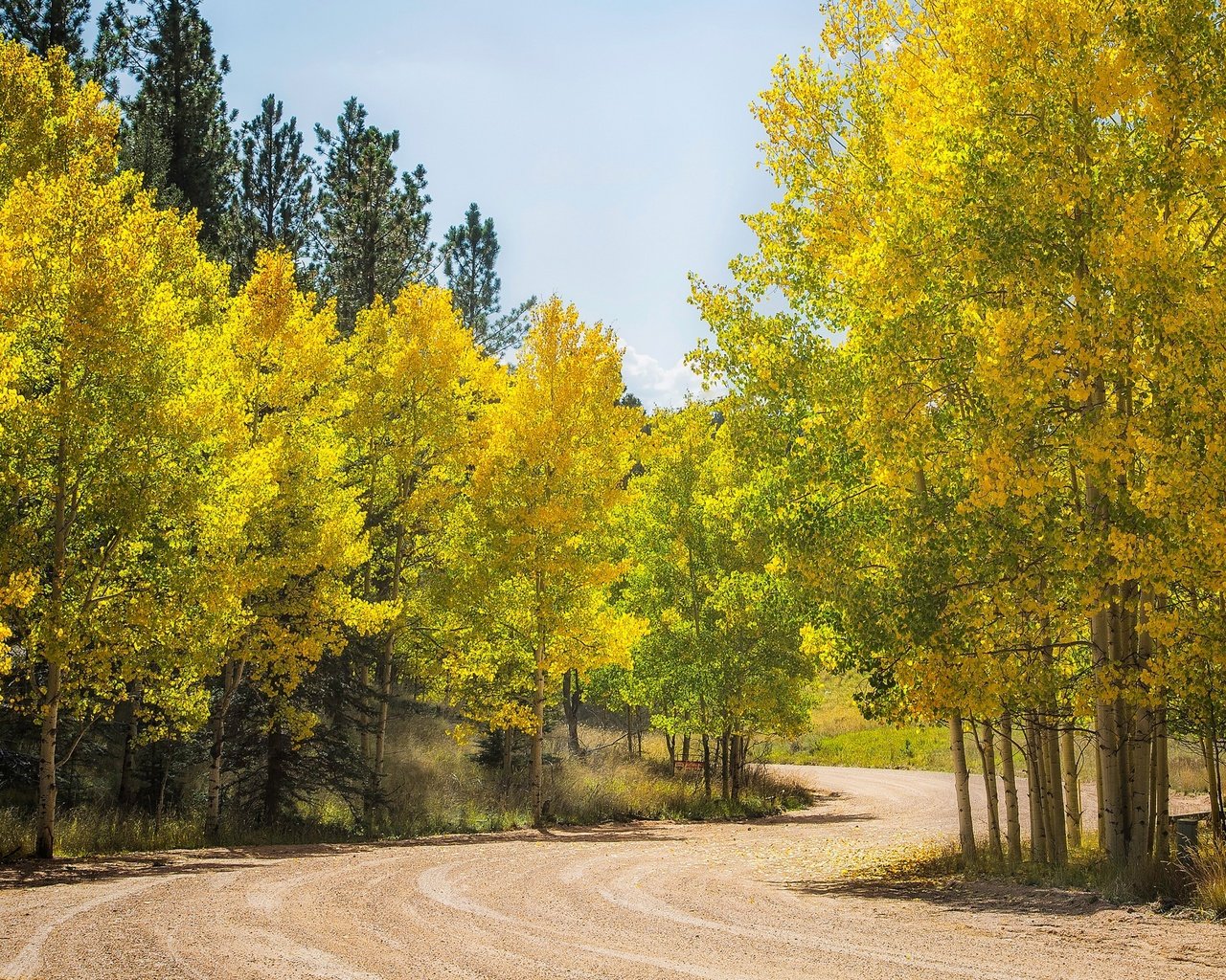 Обои дорога, деревья, лес, осень, сша, колорадо, осина, аспен, road, trees, forest, autumn, usa, colorado, aspen разрешение 3432x1600 Загрузить