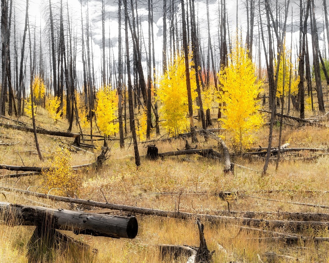 Обои лес, склон, осень, сша, колорадо, аспен, forest, slope, autumn, usa, colorado, aspen разрешение 3144x1600 Загрузить